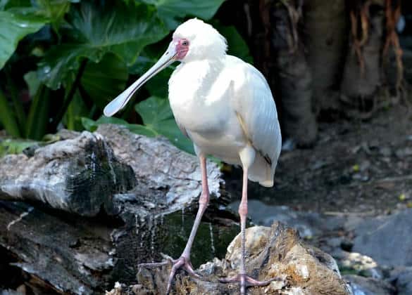 動物図鑑・アフリカヘラサギ